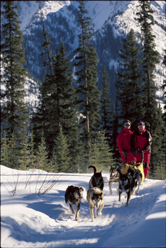 banff-dog-sledding.jpg