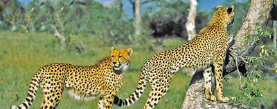 sa-sabi-sabi-2.jpg