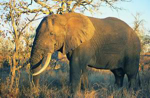 south-africa-elephant.jpg