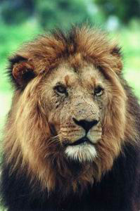 south-africa-lion.jpg
