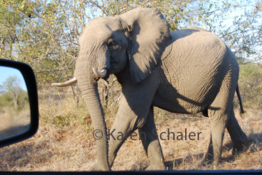 sakruger.jpg